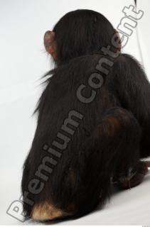 Chimpanzee - Pan troglodytes 0047